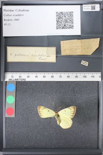Media type: image;   Entomology 124500